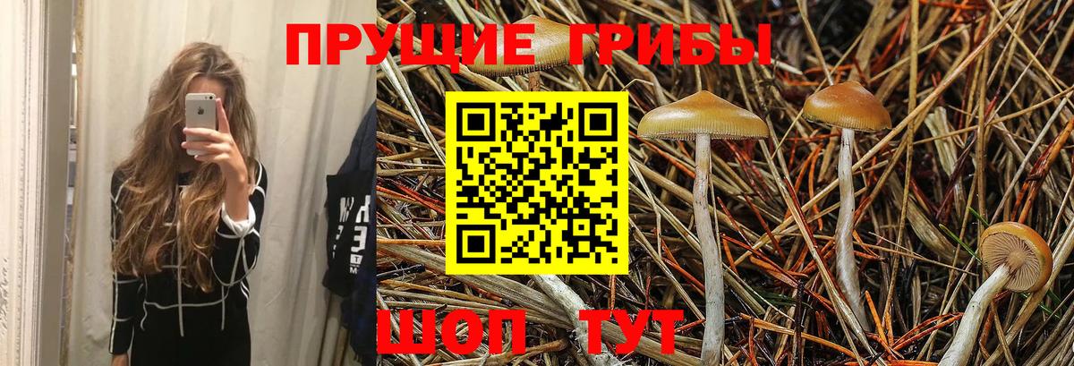 Верхняя Салда  Псилоцибиновые грибы Psilocybe  где продают наркотики  Галлюциногенные грибы Psilocybe  Вход с VPN 